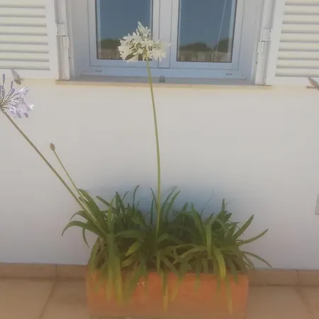 Abatzer * Ciutadella (Menorca)