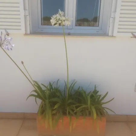 Abatzer Ciutadella (Menorca)